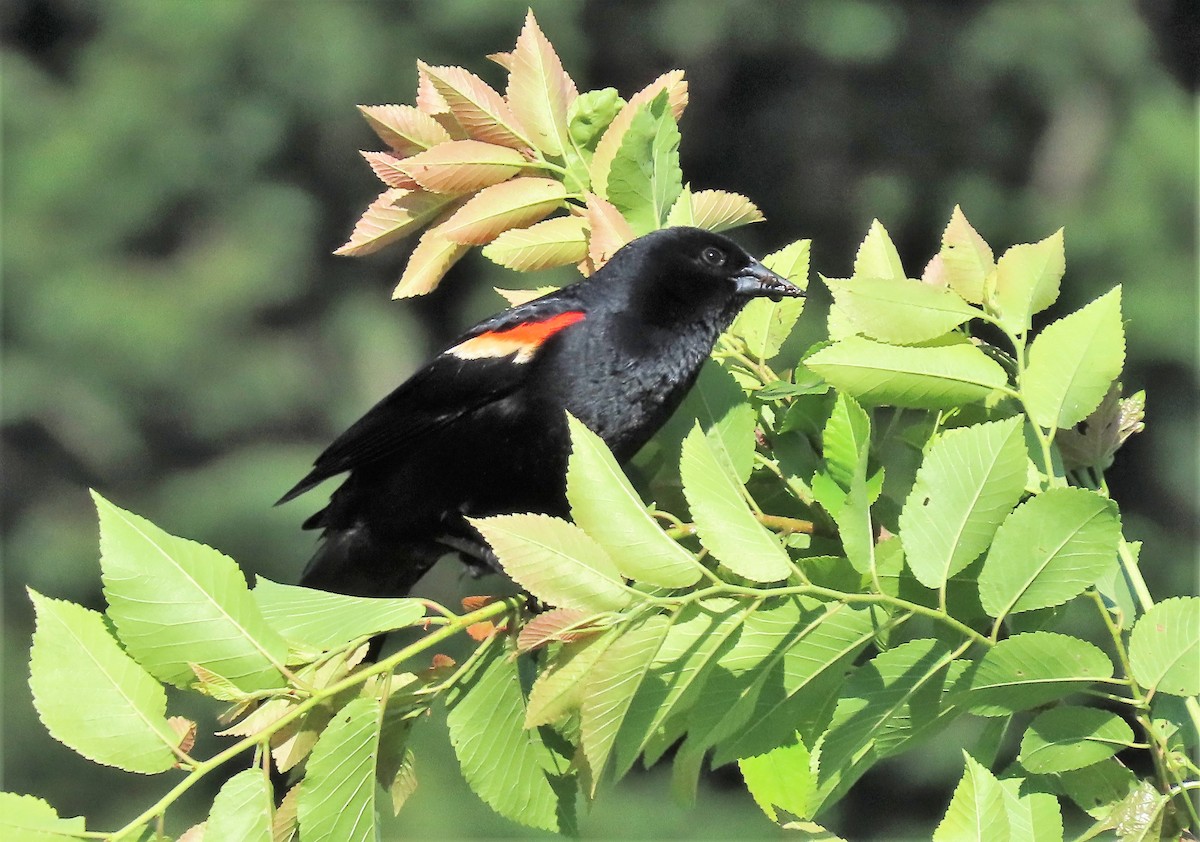 Red-winged Blackbird - ML457484931