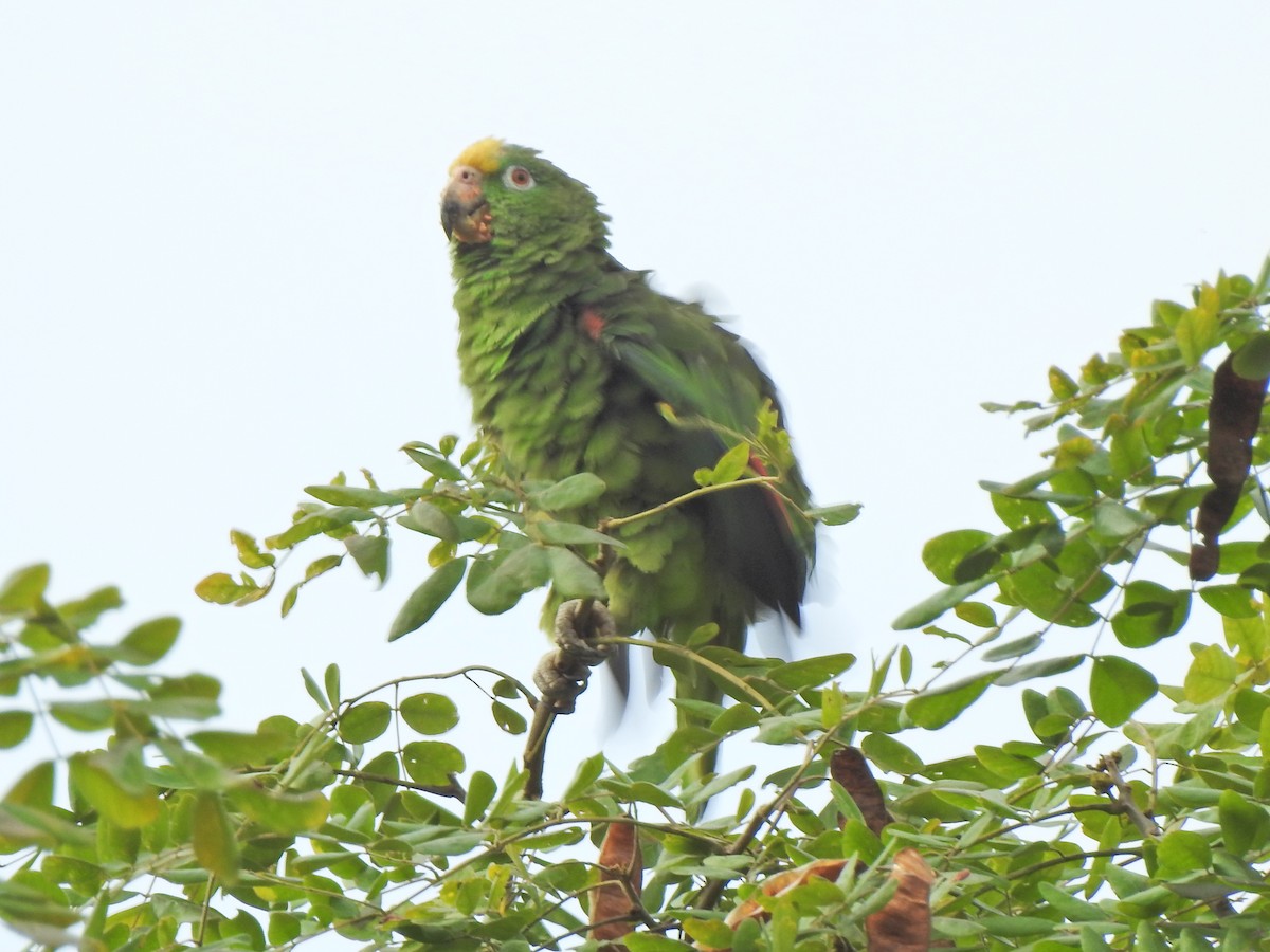 Yellow-crowned Amazon - ML457485031