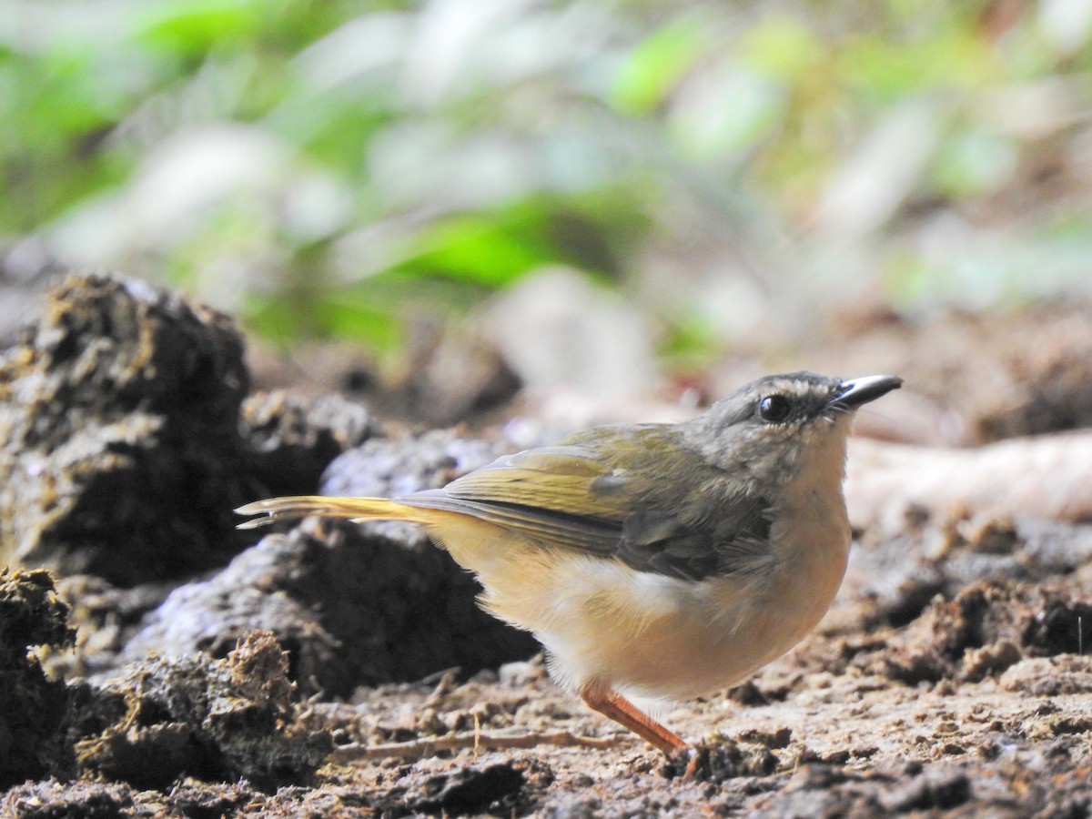 Buff-rumped Warbler - ML457485421