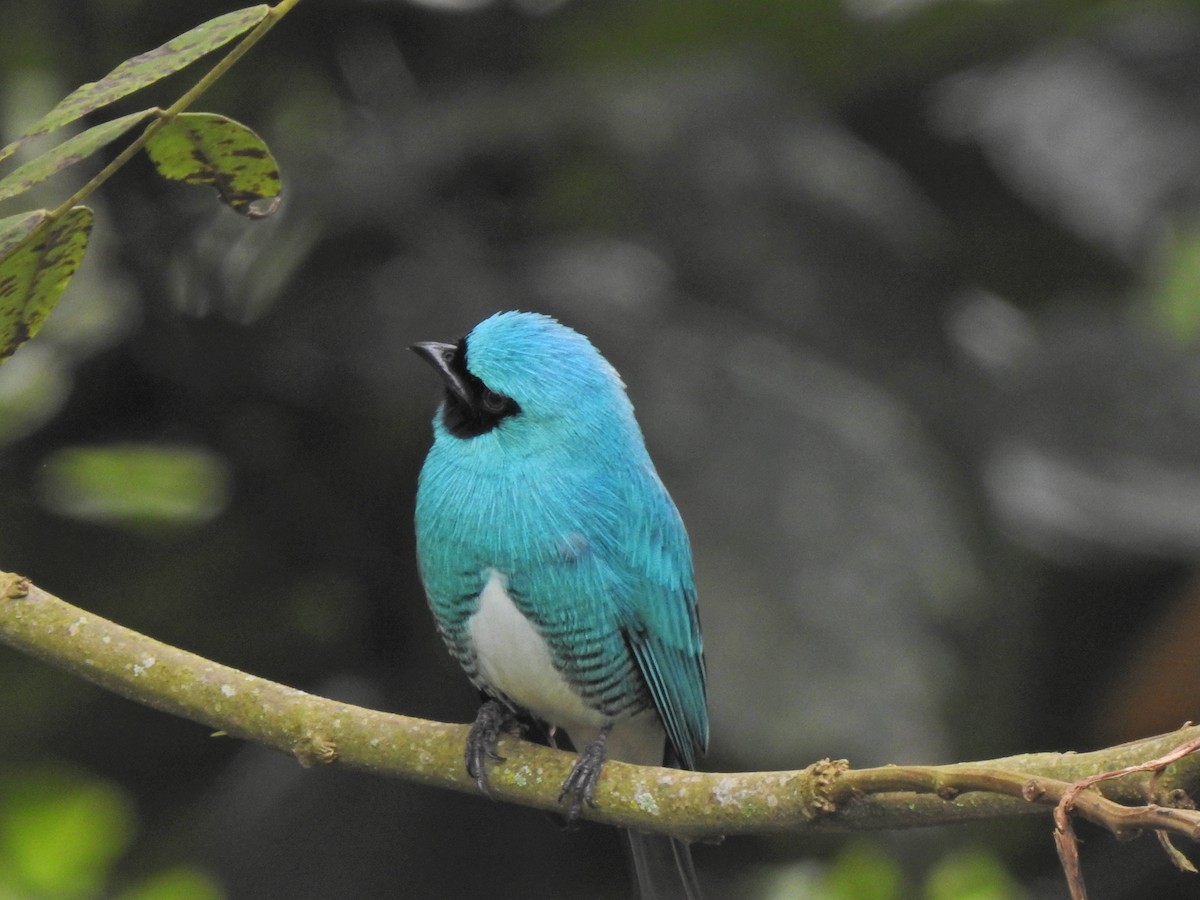 Swallow Tanager - ML457485711