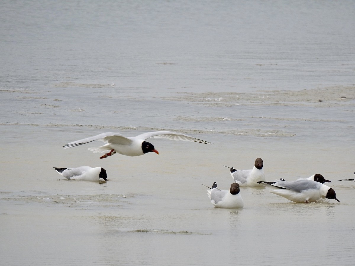 Mouette mélanocéphale - ML457486201