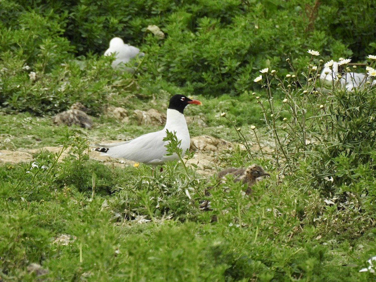 Mouette mélanocéphale - ML457486221