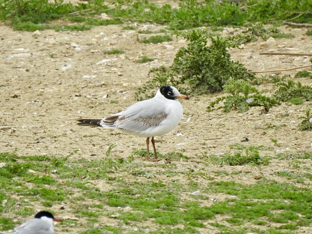 Mouette mélanocéphale - ML457486231