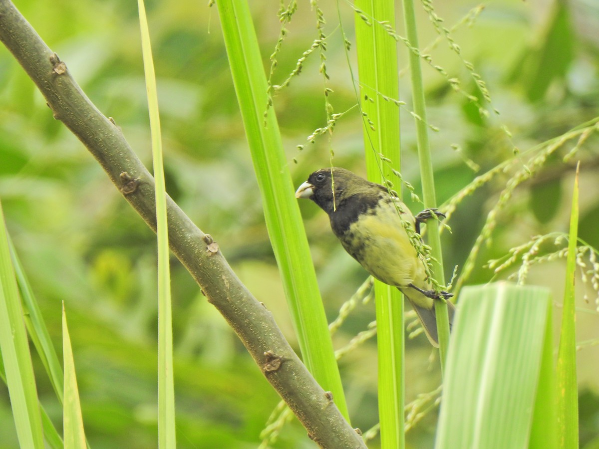 Yellow-bellied Seedeater - ML457486241