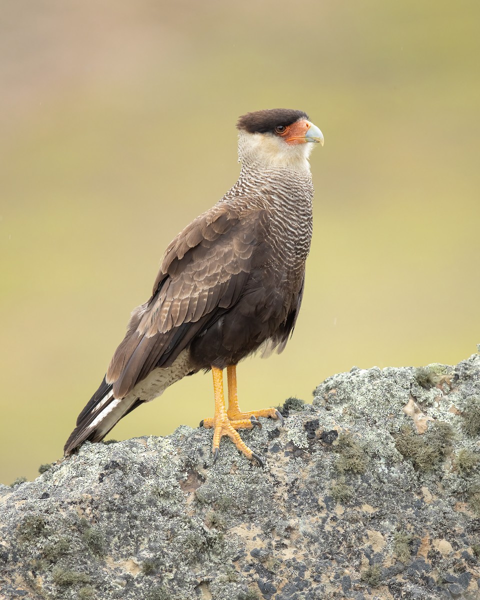 Crested Caracara - ML457486601