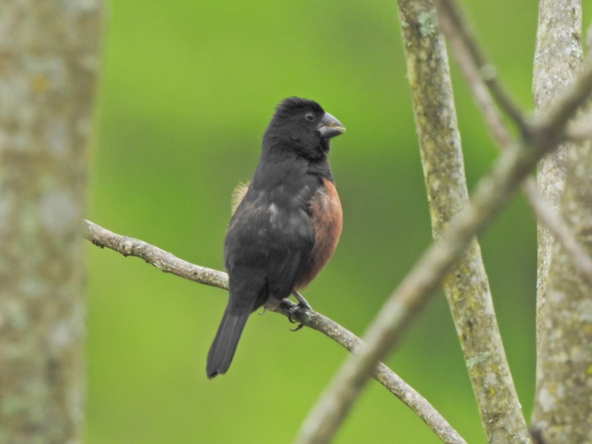 Chestnut-bellied Seed-Finch - ML457486641