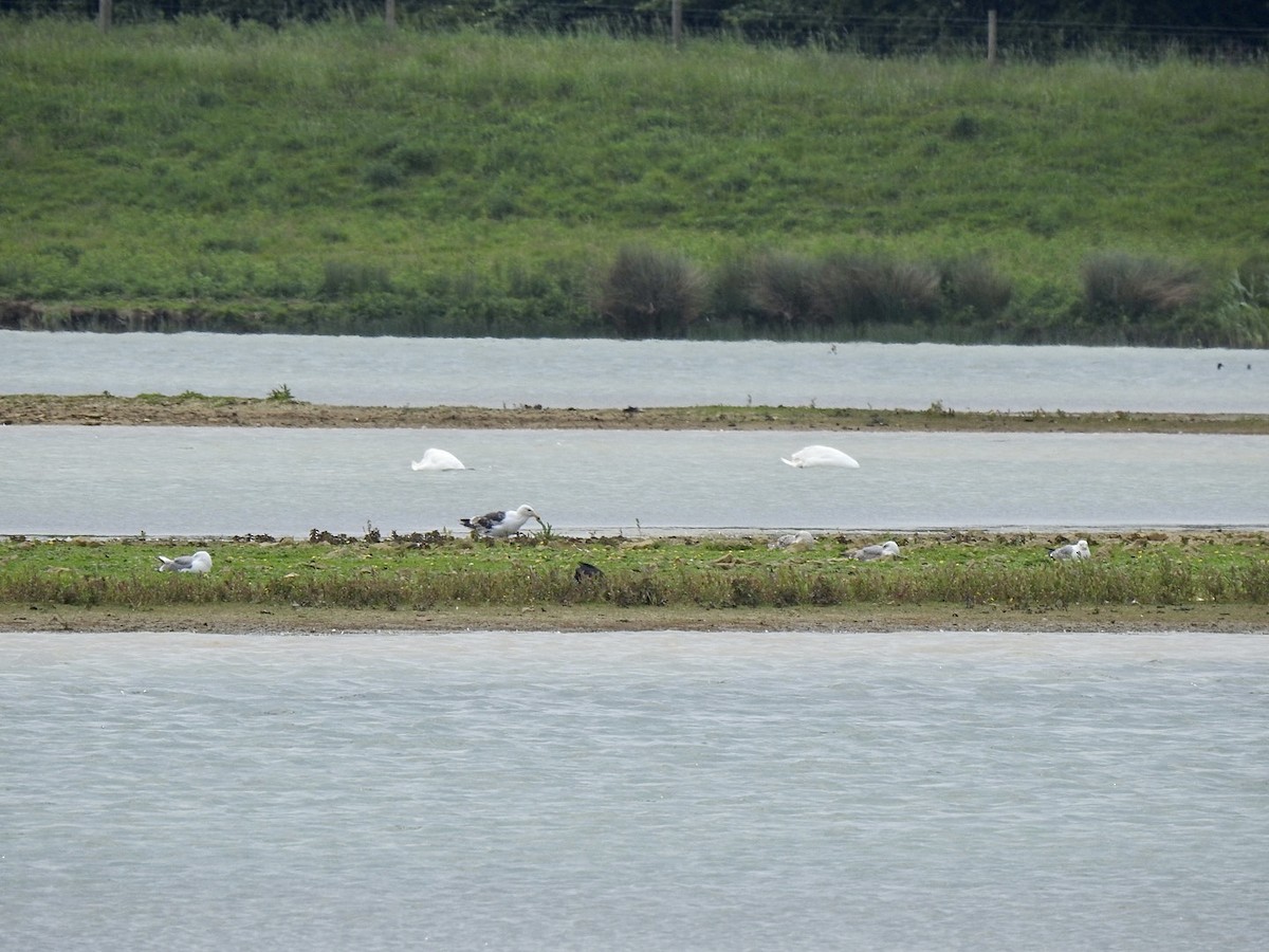 Yellow-legged Gull - ML457487021