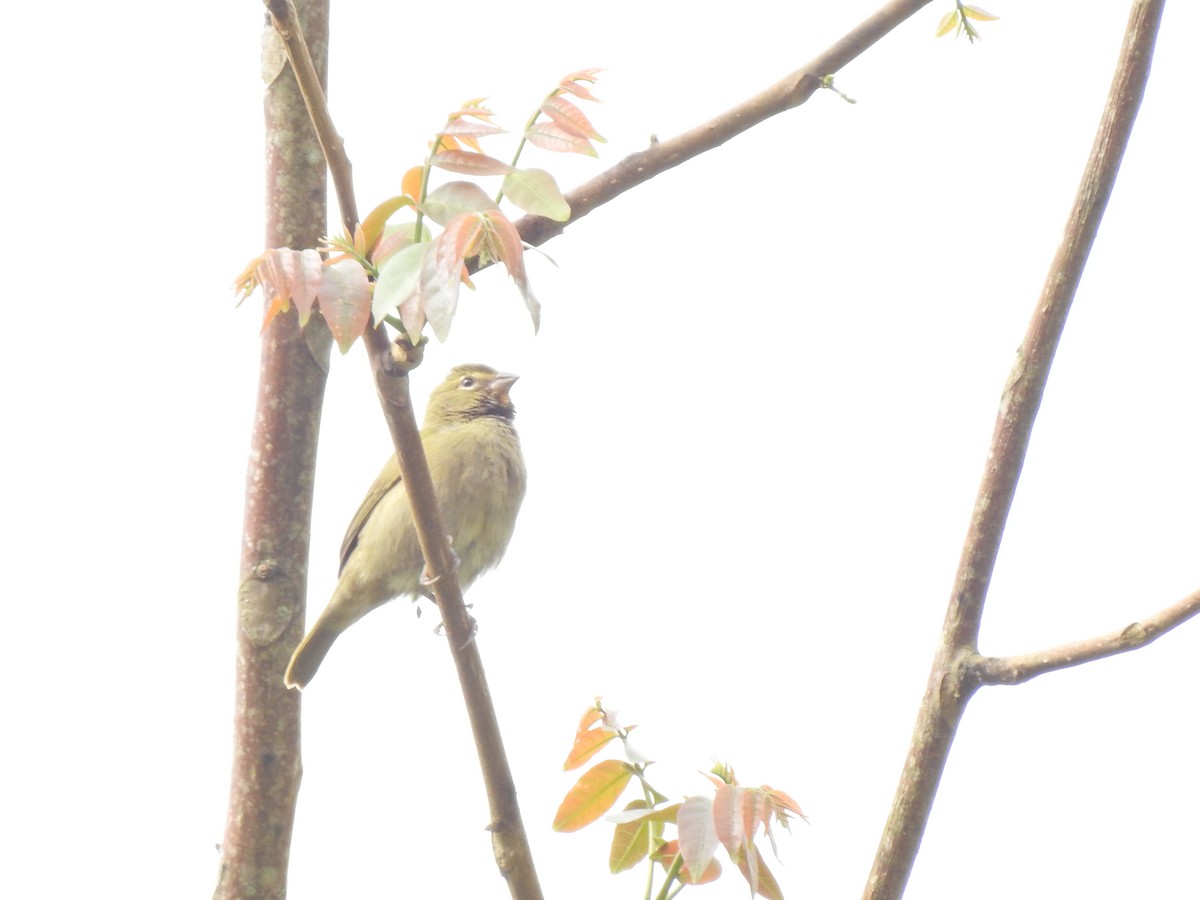 Yellow-faced Grassquit - ML457487111