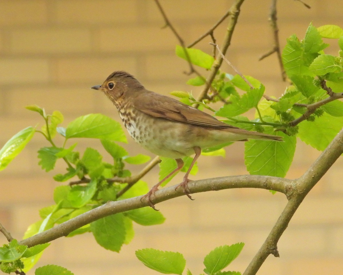 Swainson's Thrush - ML457487351