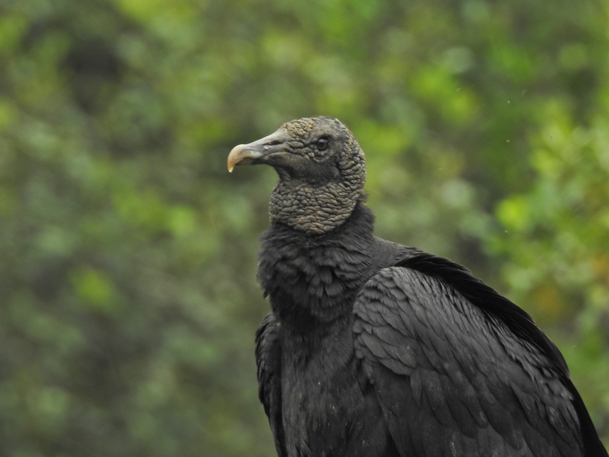 Black Vulture - ML457487791