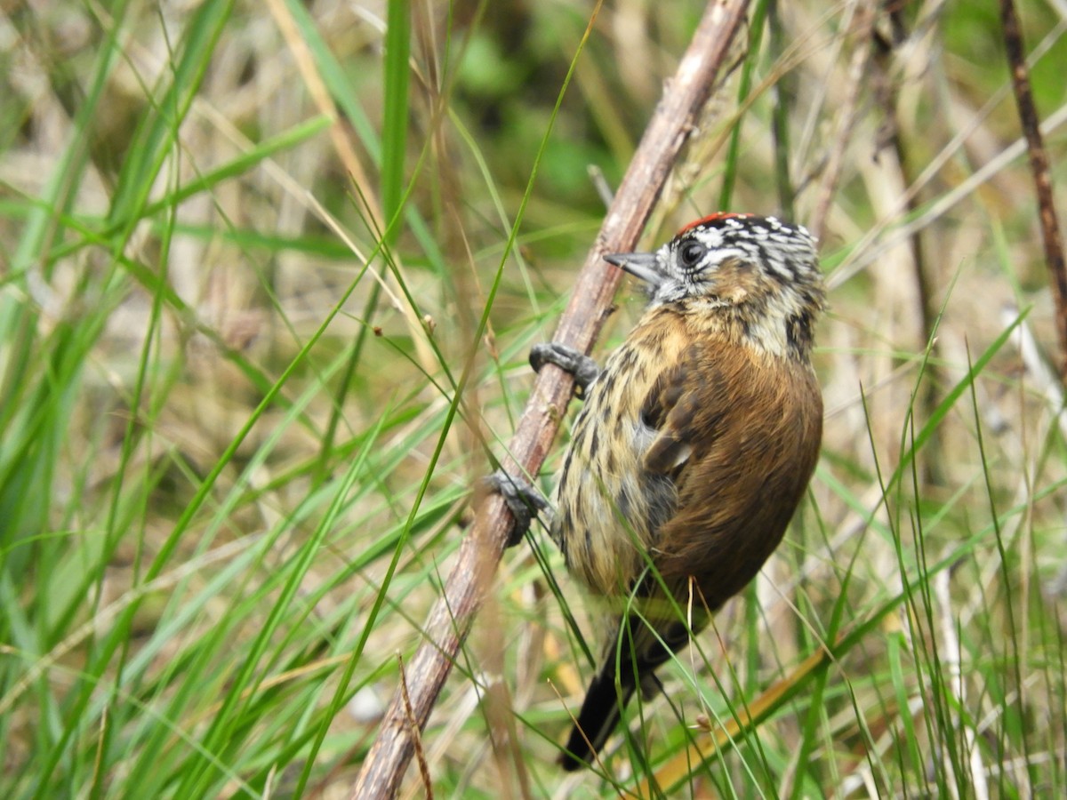Mottled Piculet - ML457487871