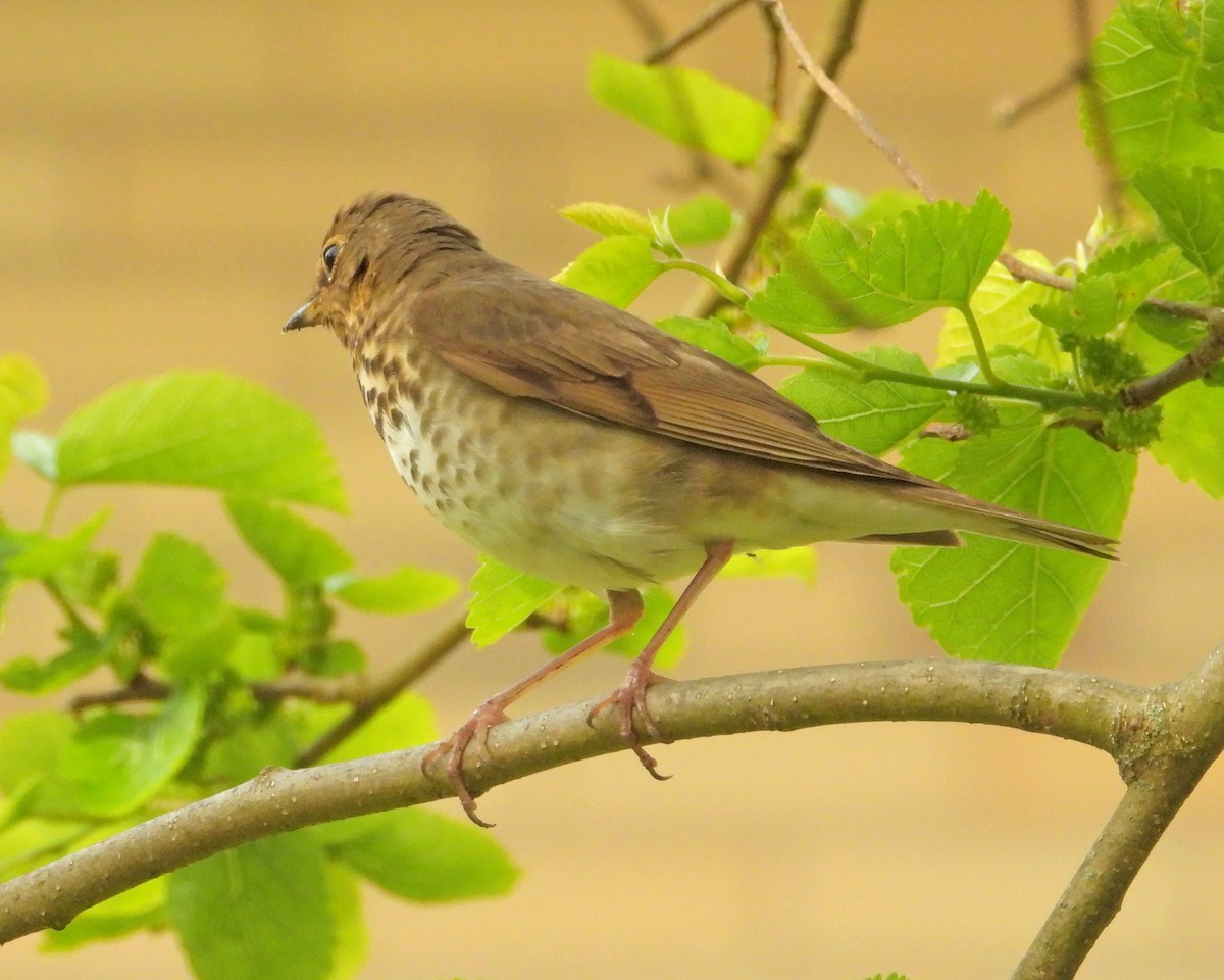 Swainson's Thrush - ML457488181