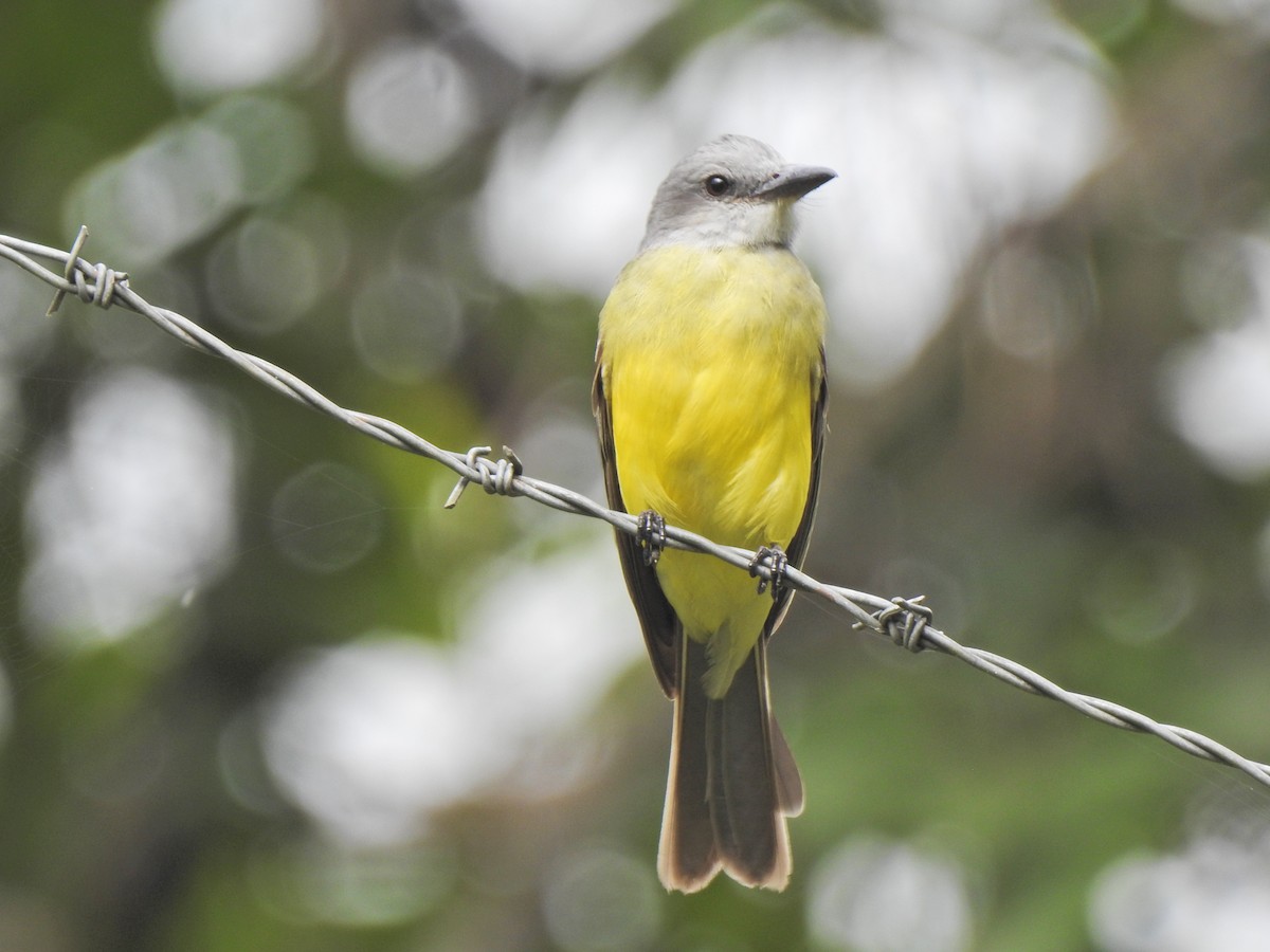 Tropical Kingbird - ML457489161