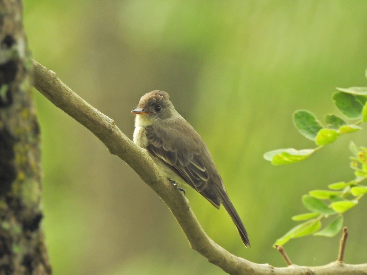 Yellow-bellied Elaenia - ML457489291