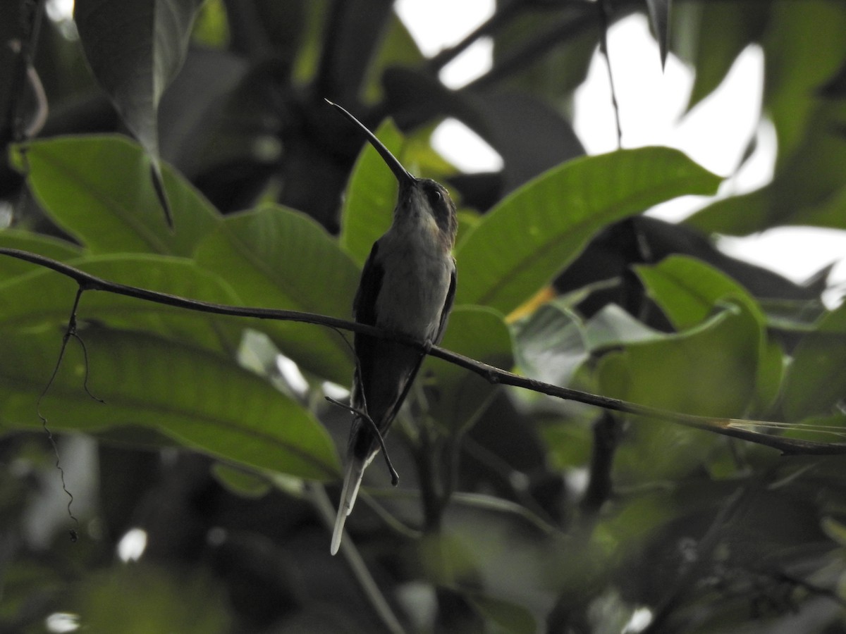 Pale-bellied Hermit - ML457489601