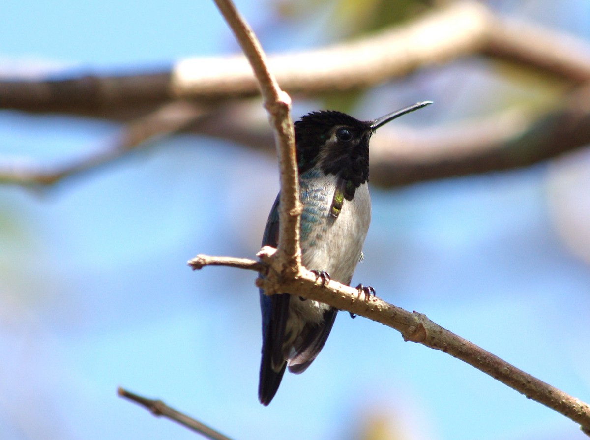 Bee Hummingbird - ML457491581