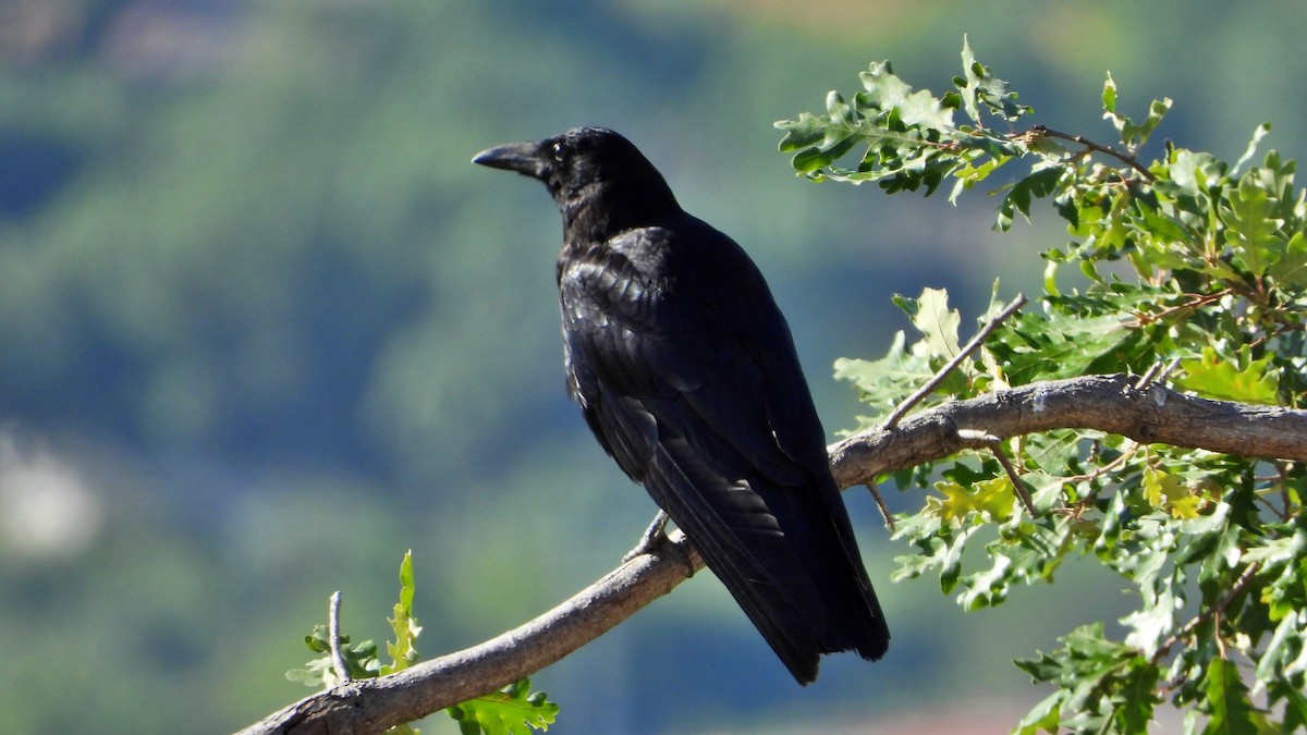 Carrion Crow - ML457492001