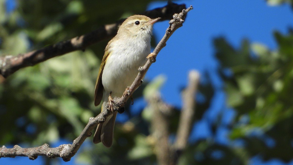 Western Bonelli's Warbler - ML457492101