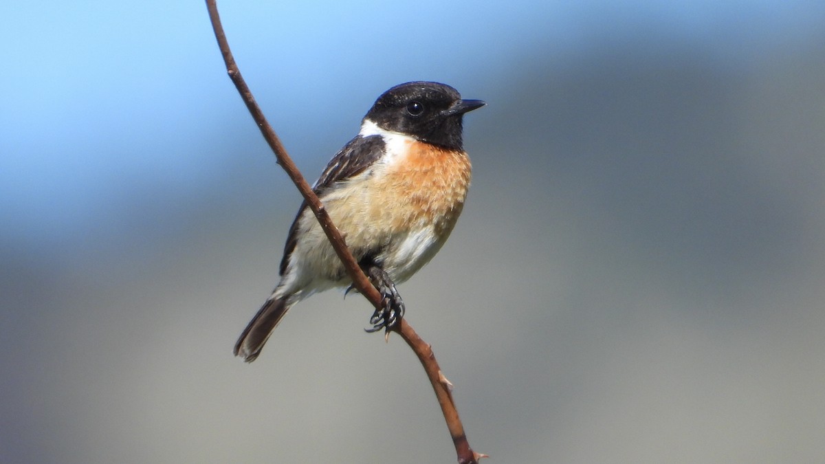 European Stonechat - ML457492351