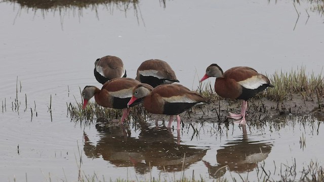 Black-bellied Whistling-Duck - ML457492781