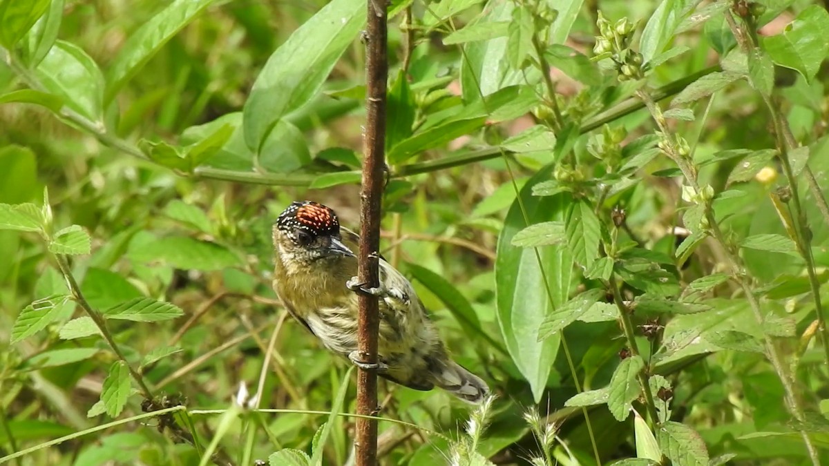Olivaceous Piculet - ML457493071