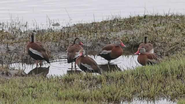 Black-bellied Whistling-Duck - ML457493081