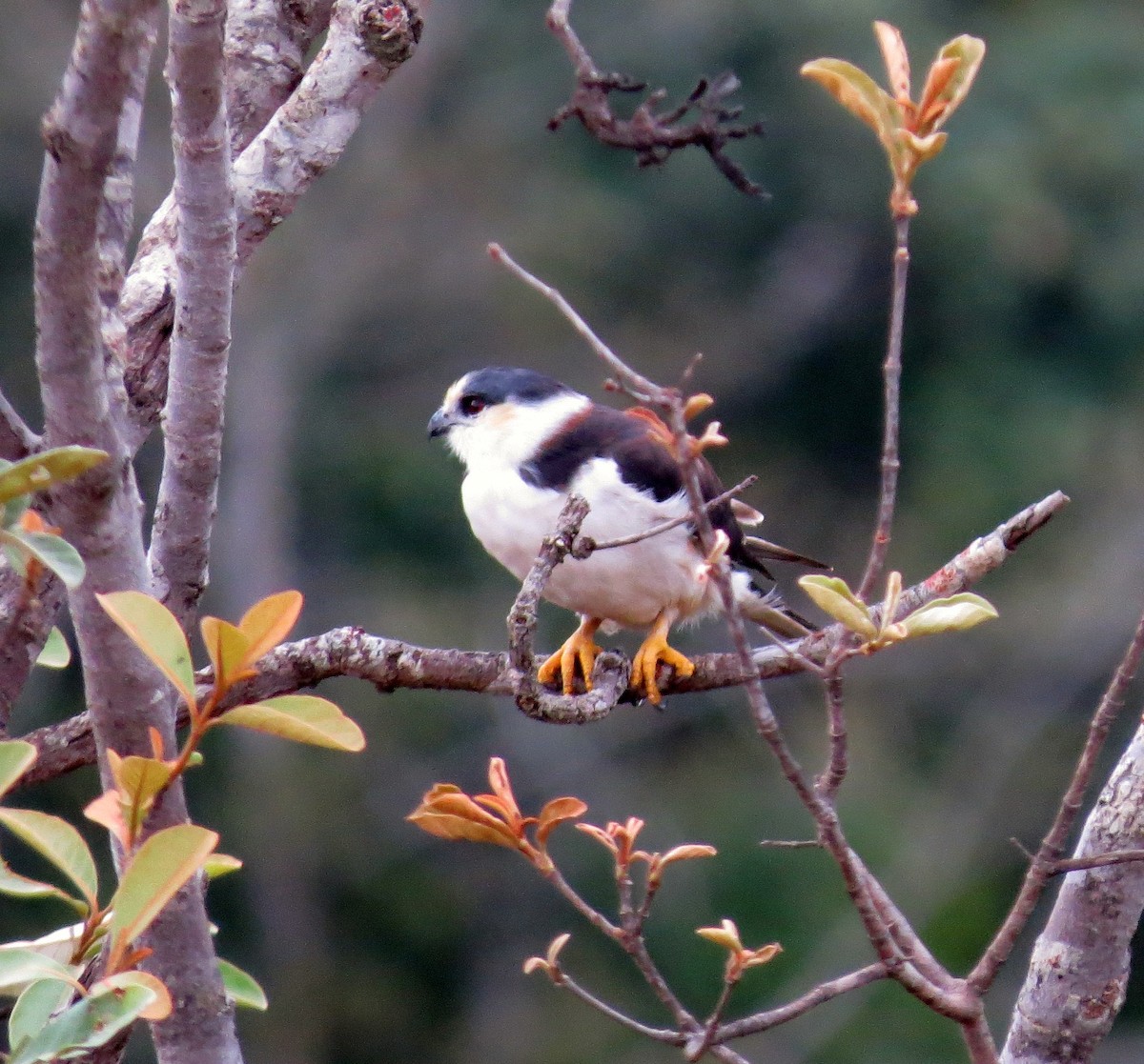 Pearl Kite - Joe Sebastiani