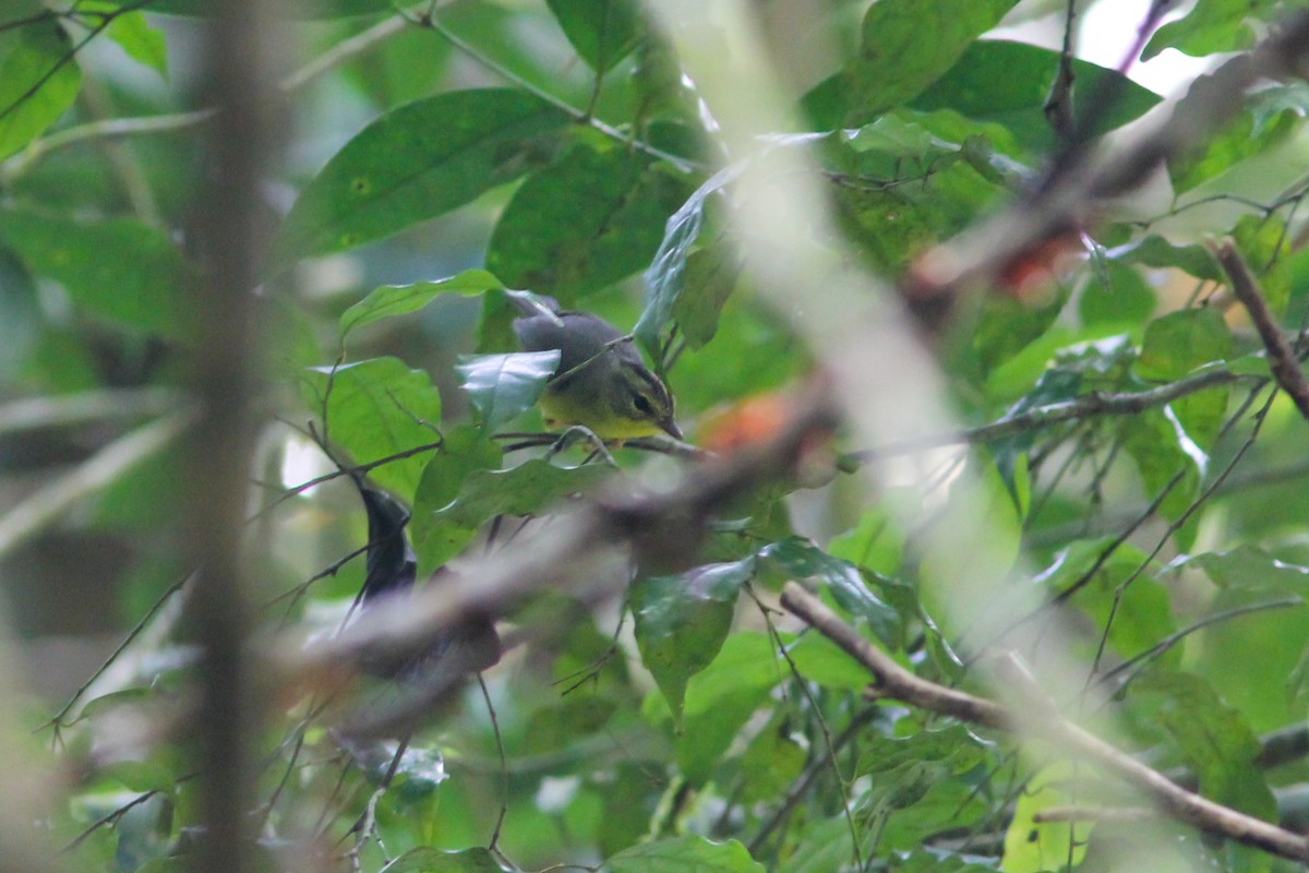Golden-crowned Warbler (Stripe-crowned) - ML457494121