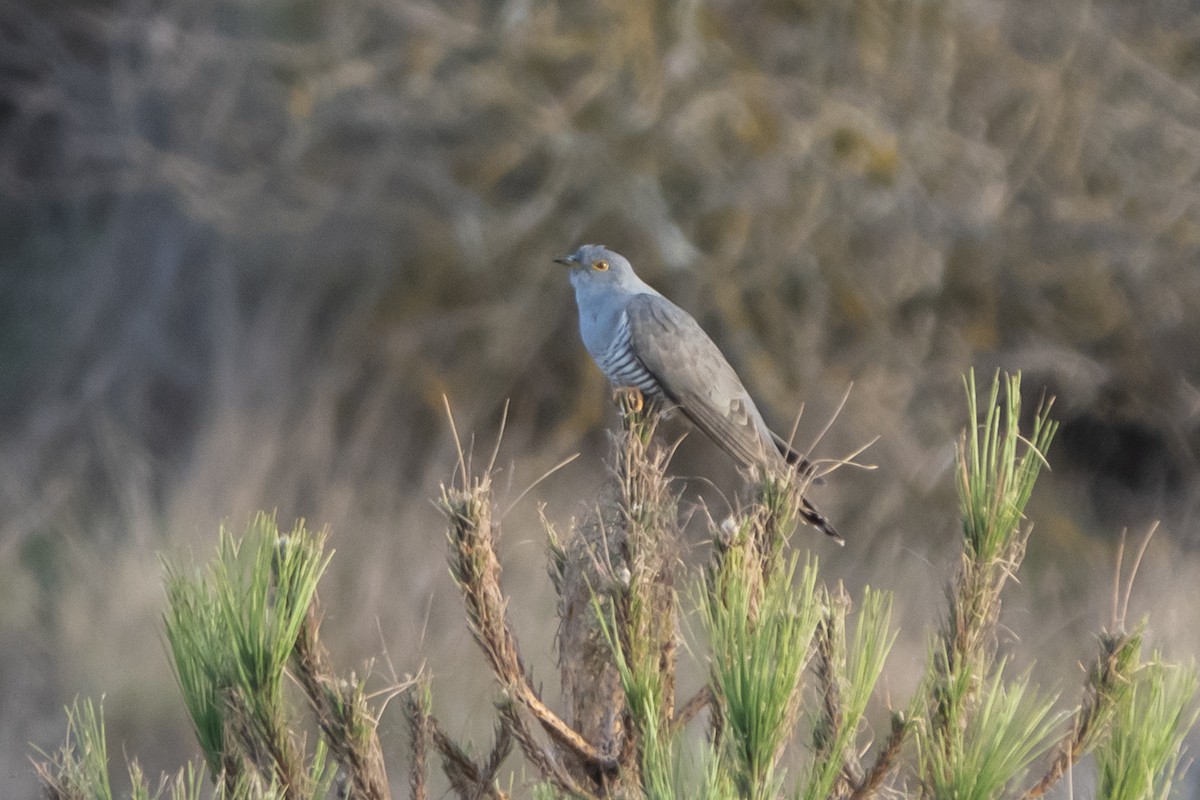 Common Cuckoo - ML457494291