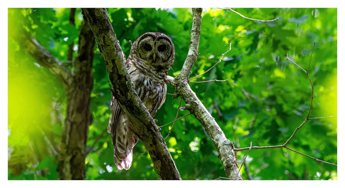 Barred Owl - ML457494681