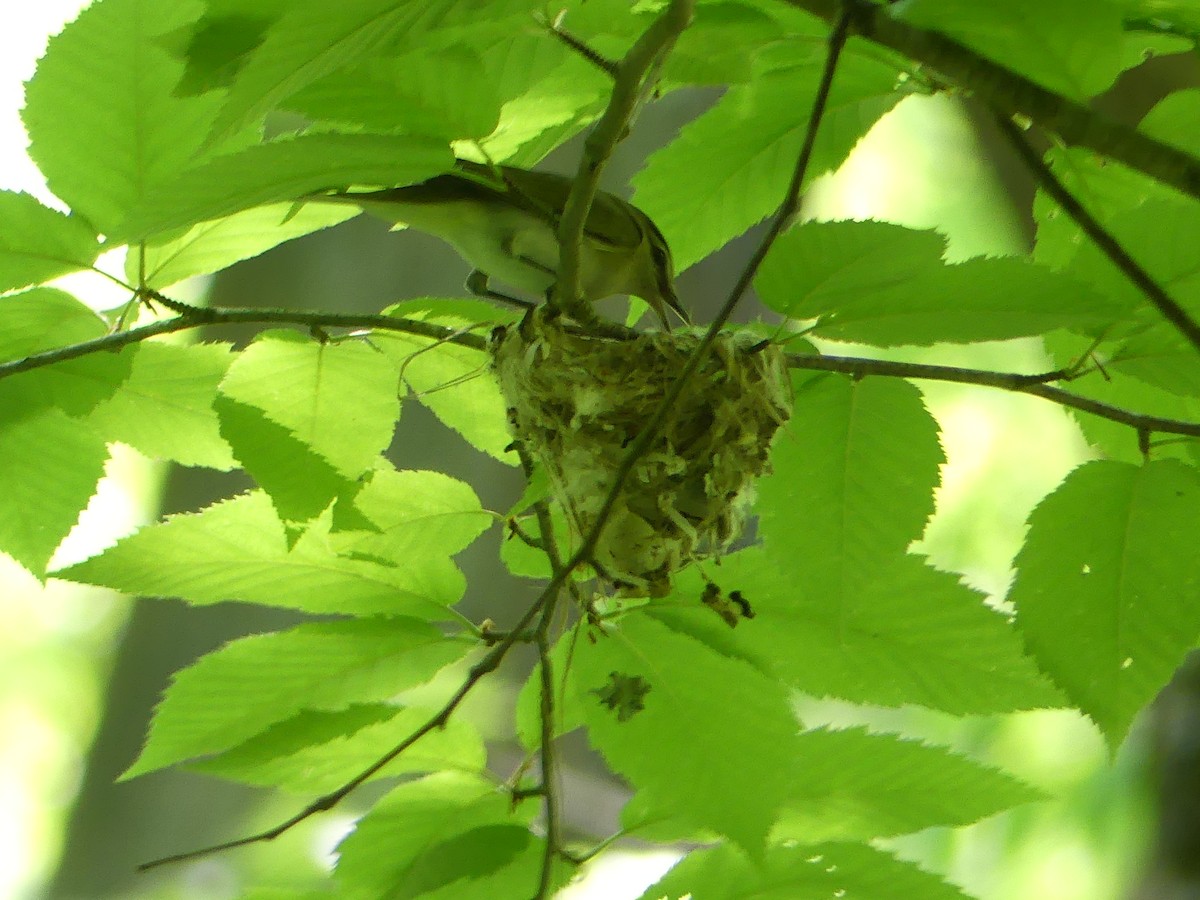 Red-eyed Vireo - ML457495201