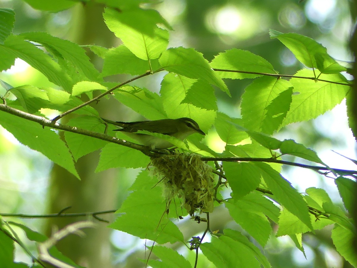 Red-eyed Vireo - ML457495211