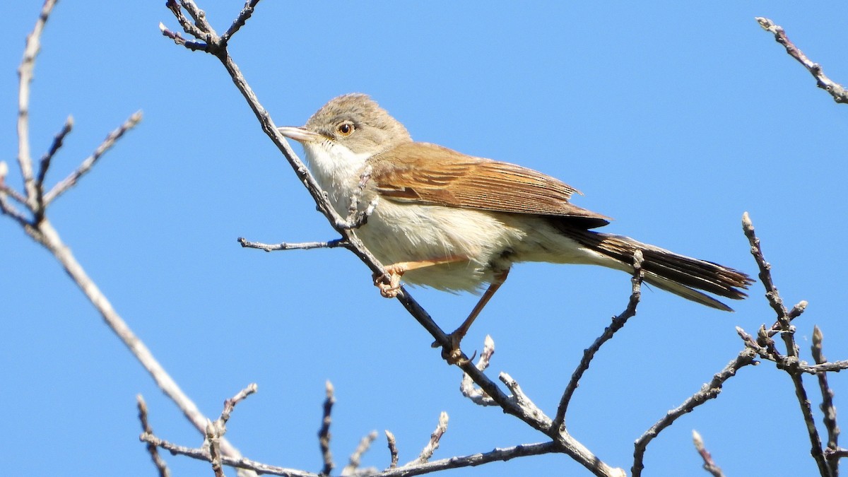 Greater Whitethroat - Manuel García Ruiz