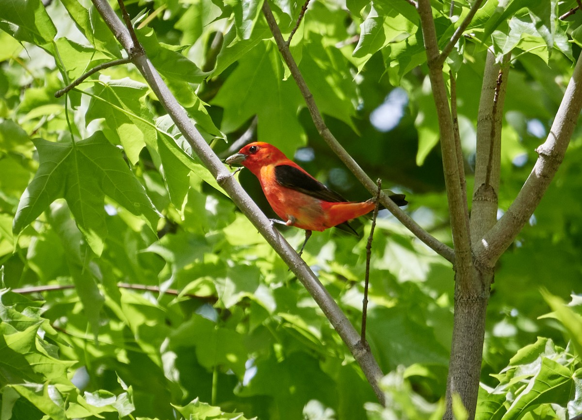 Scarlet Tanager - ML457496961