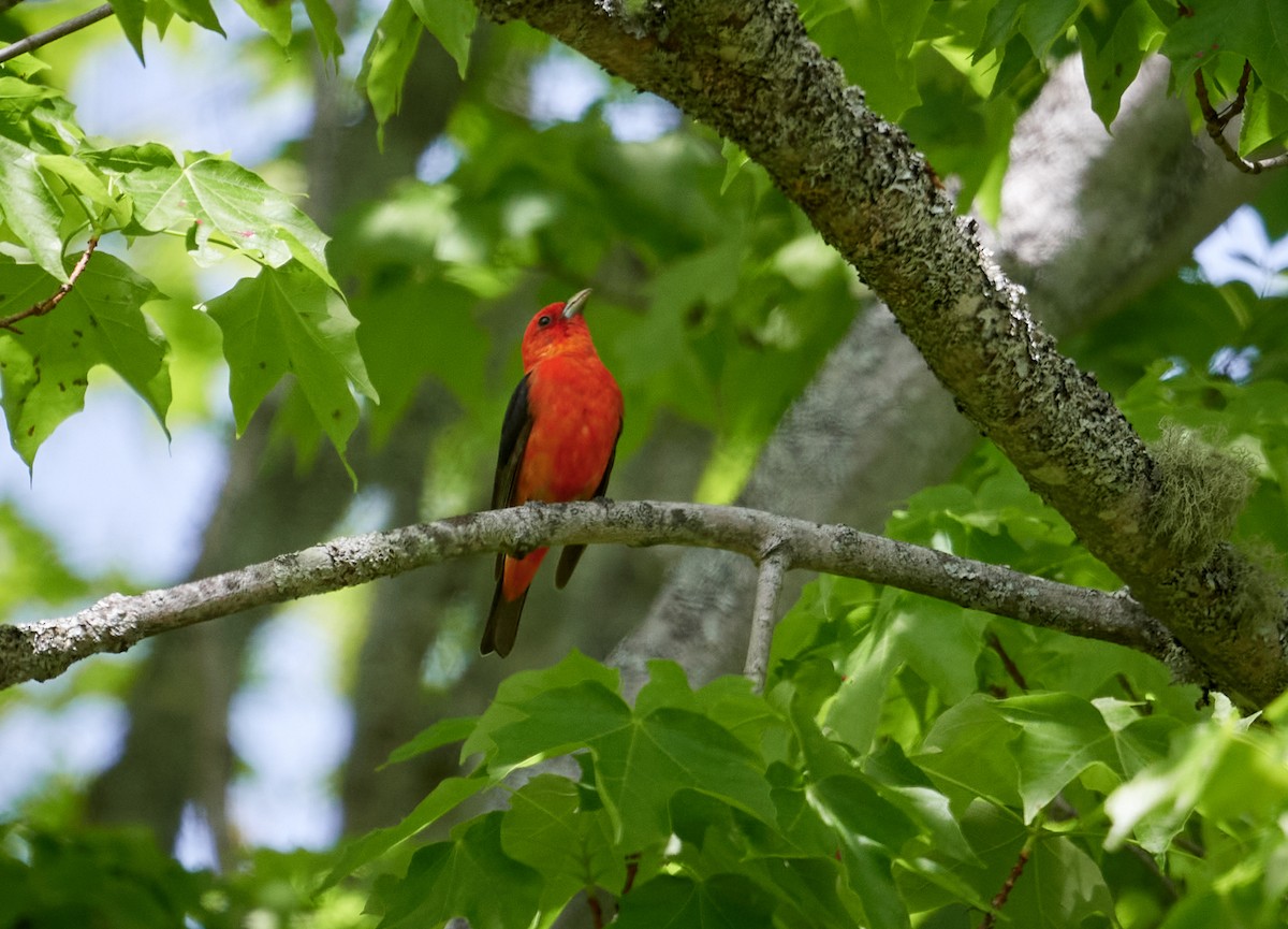 Scarlet Tanager - ML457496971