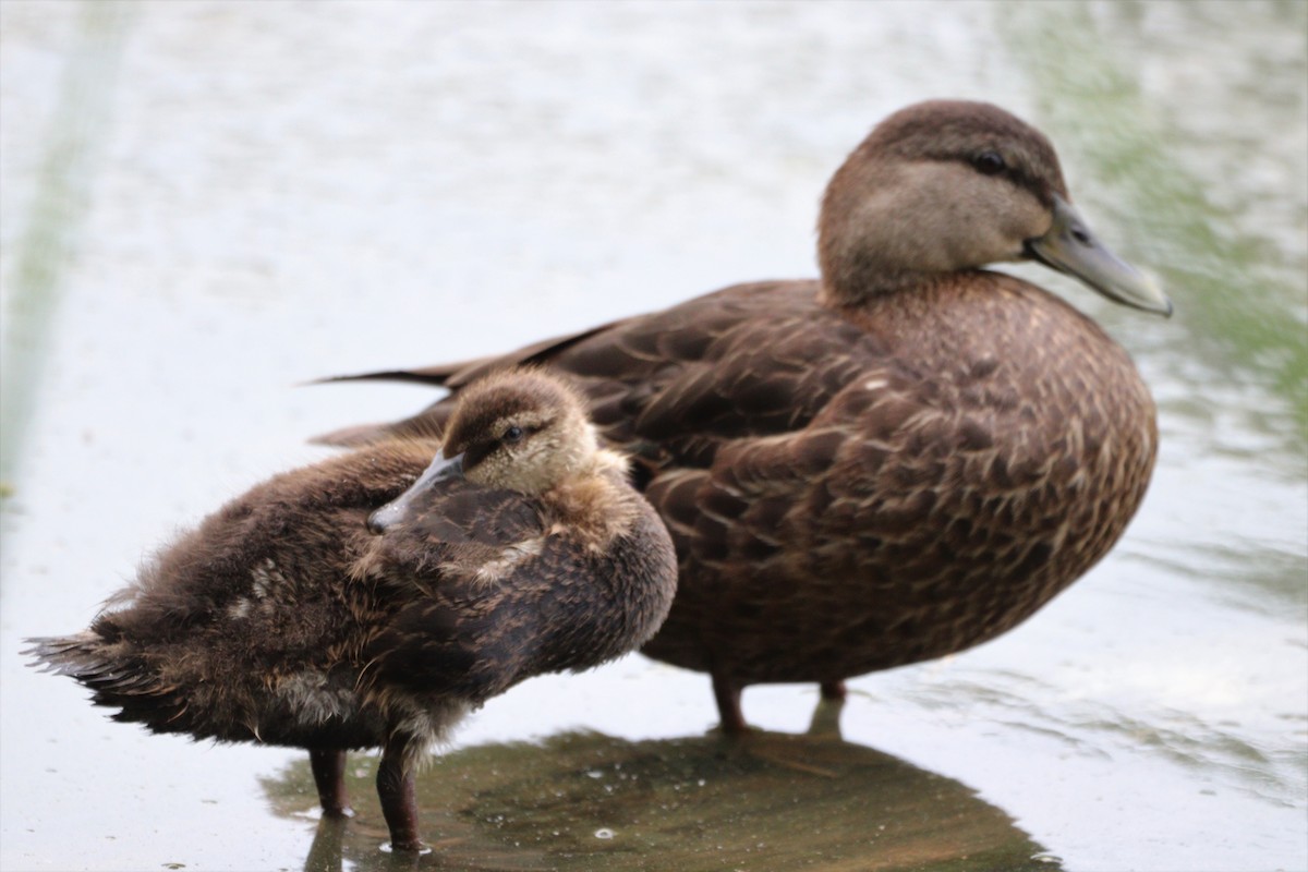 American Black Duck - ML457498261