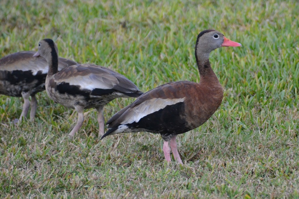 Black-bellied Whistling-Duck - John Whitehead