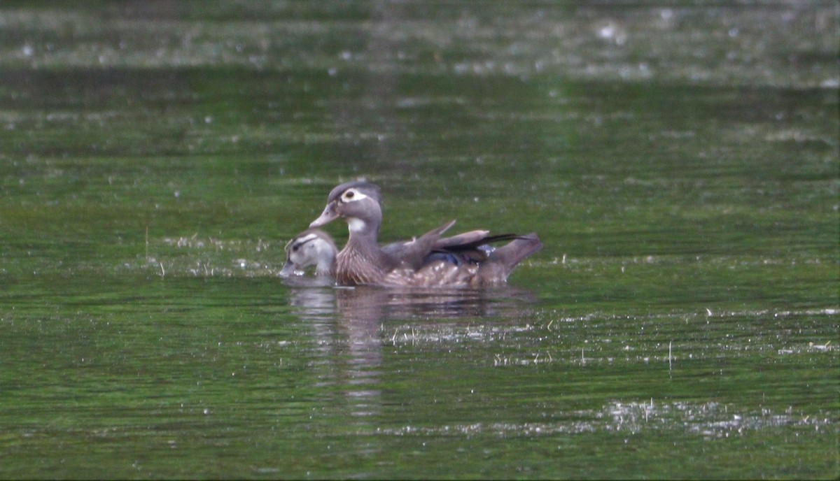 Wood Duck - ML457498421