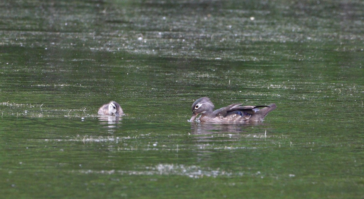 Wood Duck - ML457498441