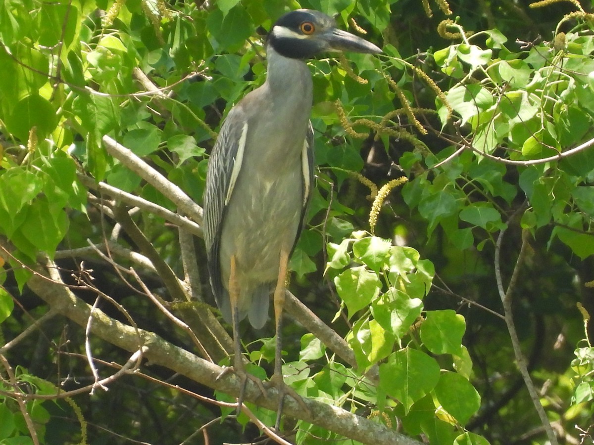 Yellow-crowned Night Heron - ML457499751