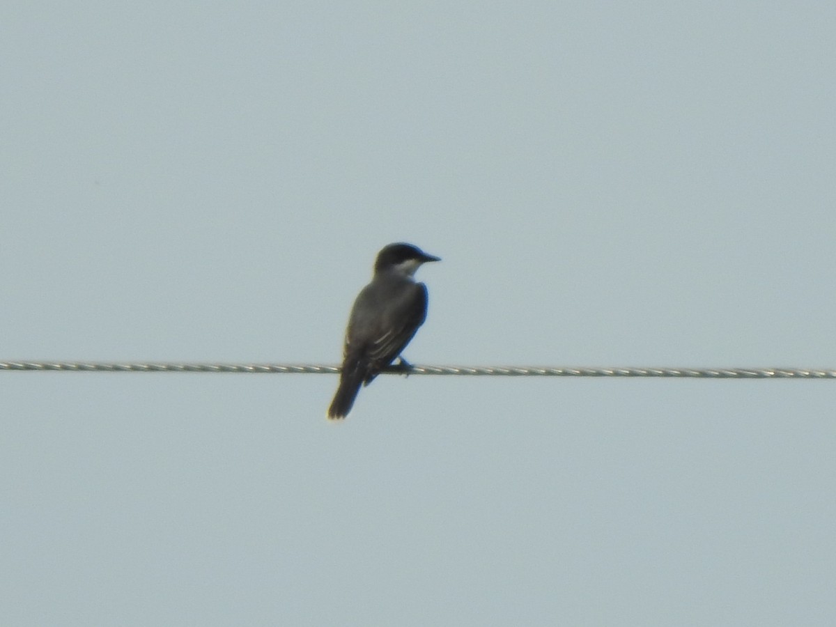 Eastern Kingbird - ML457502861