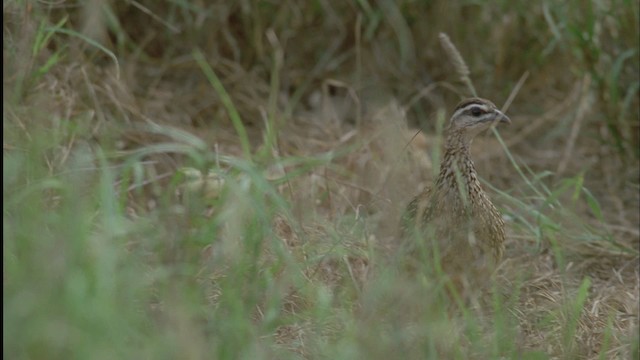 Crested Francolin - ML457503