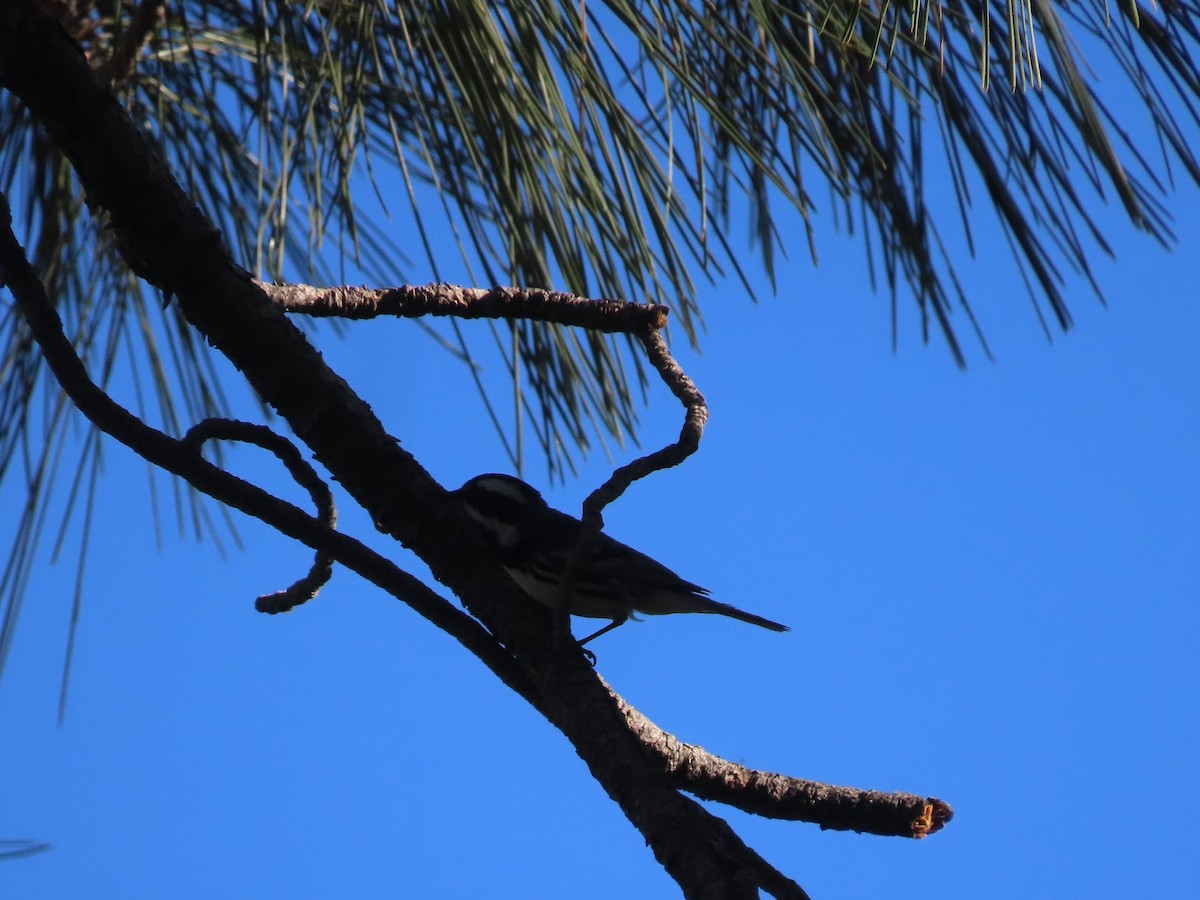 Black-throated Gray Warbler - ML457504241