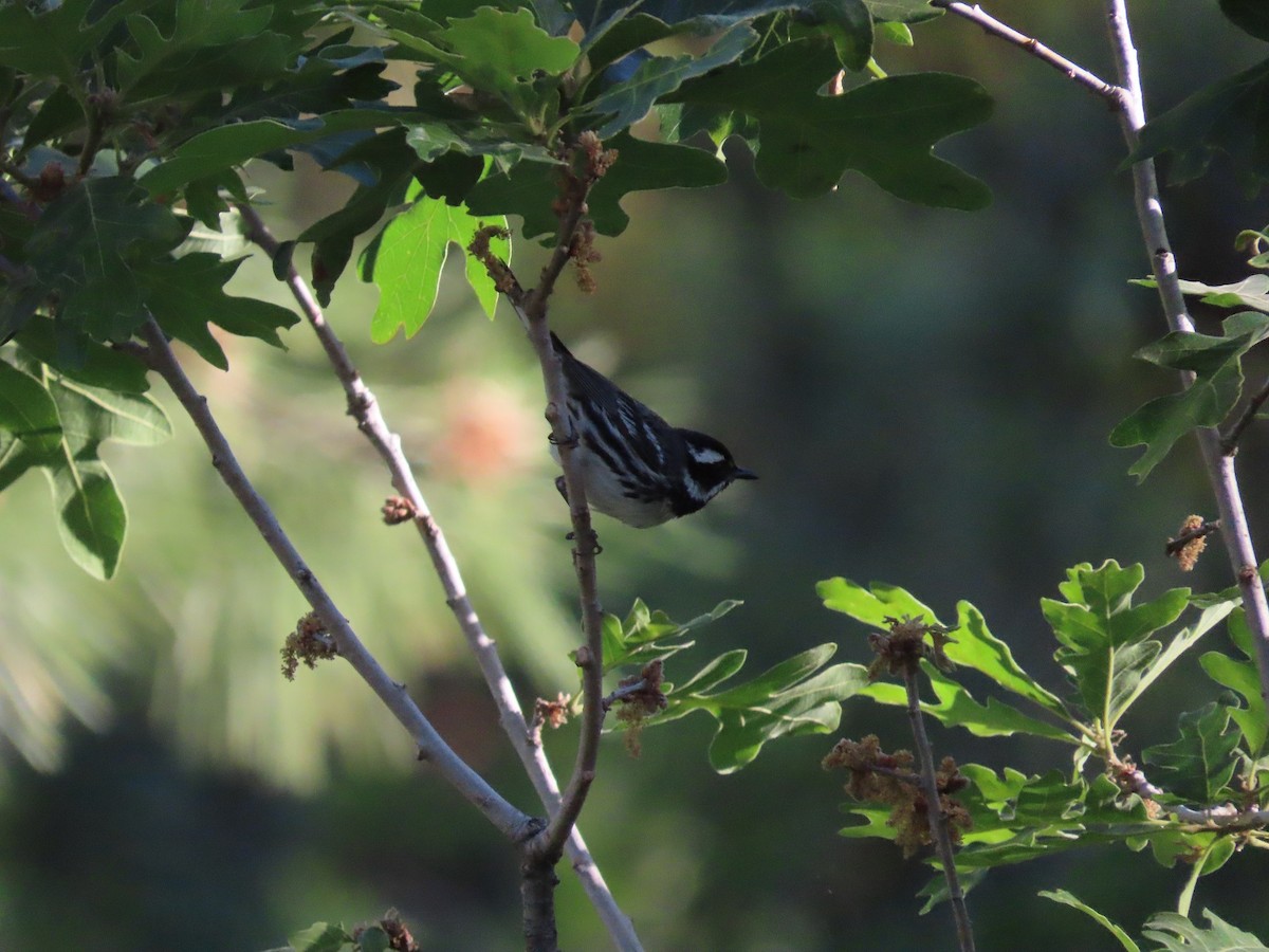 Black-throated Gray Warbler - ML457504281