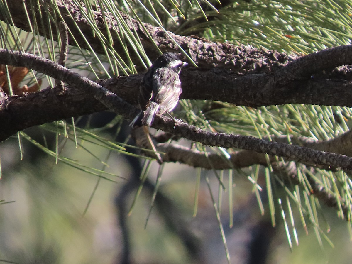 Black-throated Gray Warbler - ML457504291