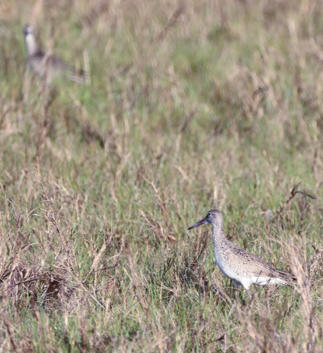 Willet - ML457506161