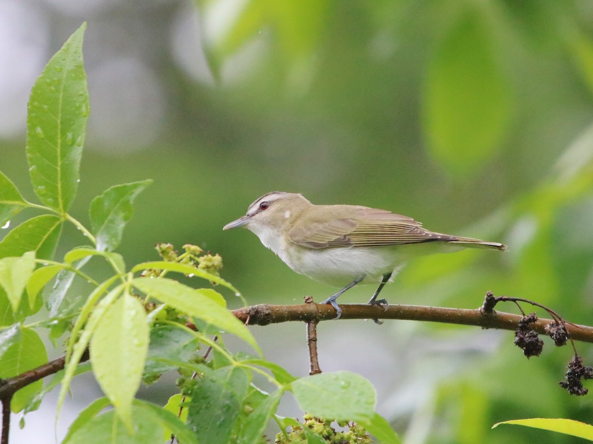 Red-eyed Vireo - Plamen Peychev