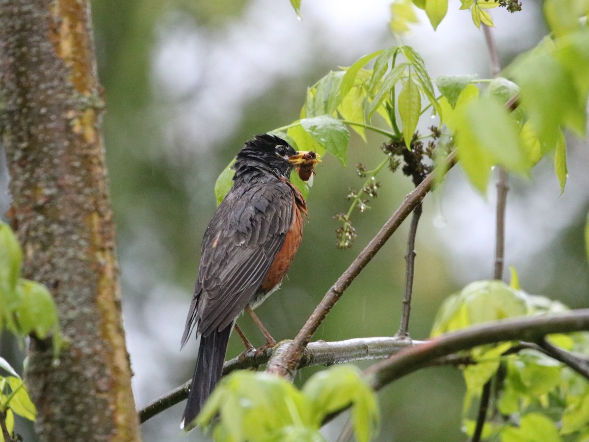 American Robin - ML457506701