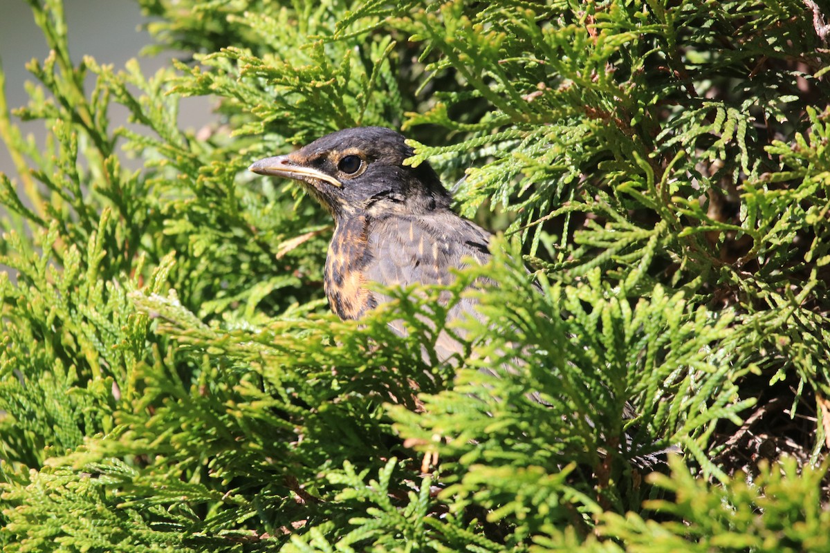 American Robin - ML457506921