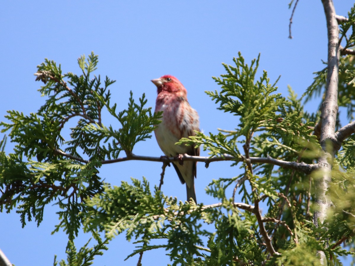 Purple Finch - ML457506941